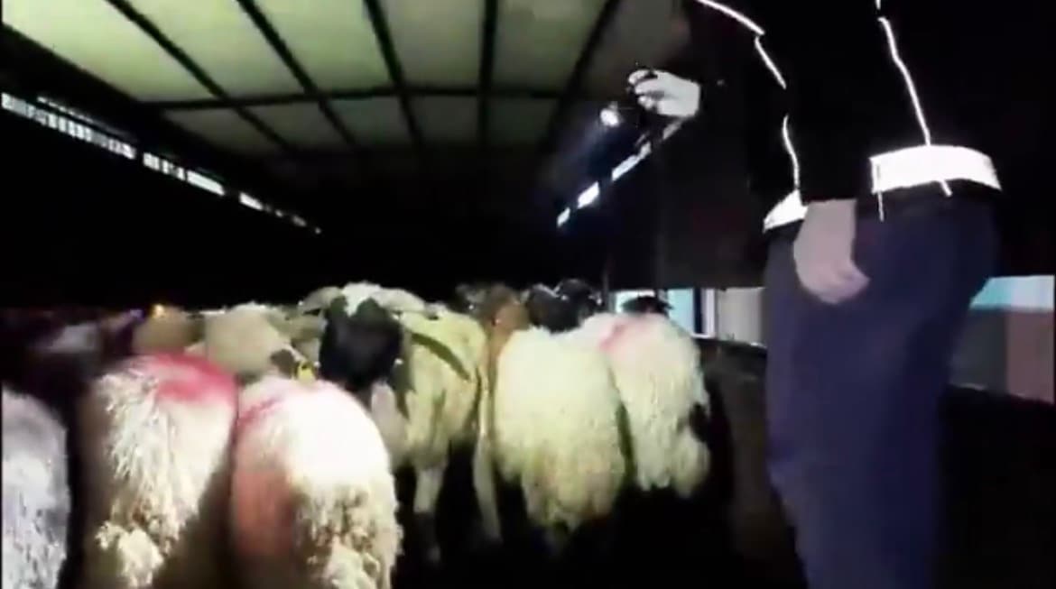 Siirt’te Hayvanların Karın Boşluğunda 54,6 Kilo Uyuşturucu Ele Geçti - Galeri 2